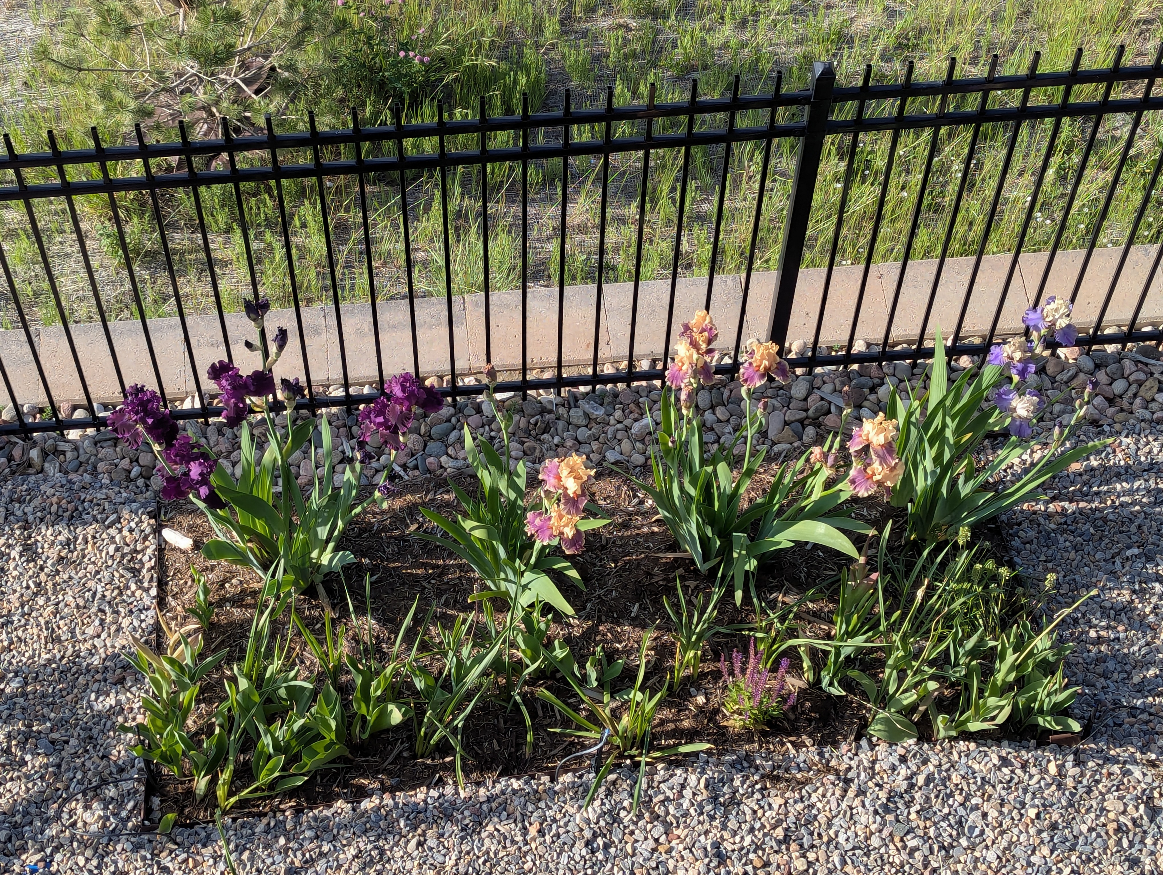 Garden, Flowers, Morrison, Colorado